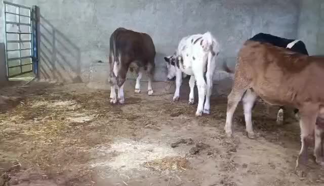 گوساله سیمنتال|حیوانات مزرعه|مرودشت, کناره|دیوار