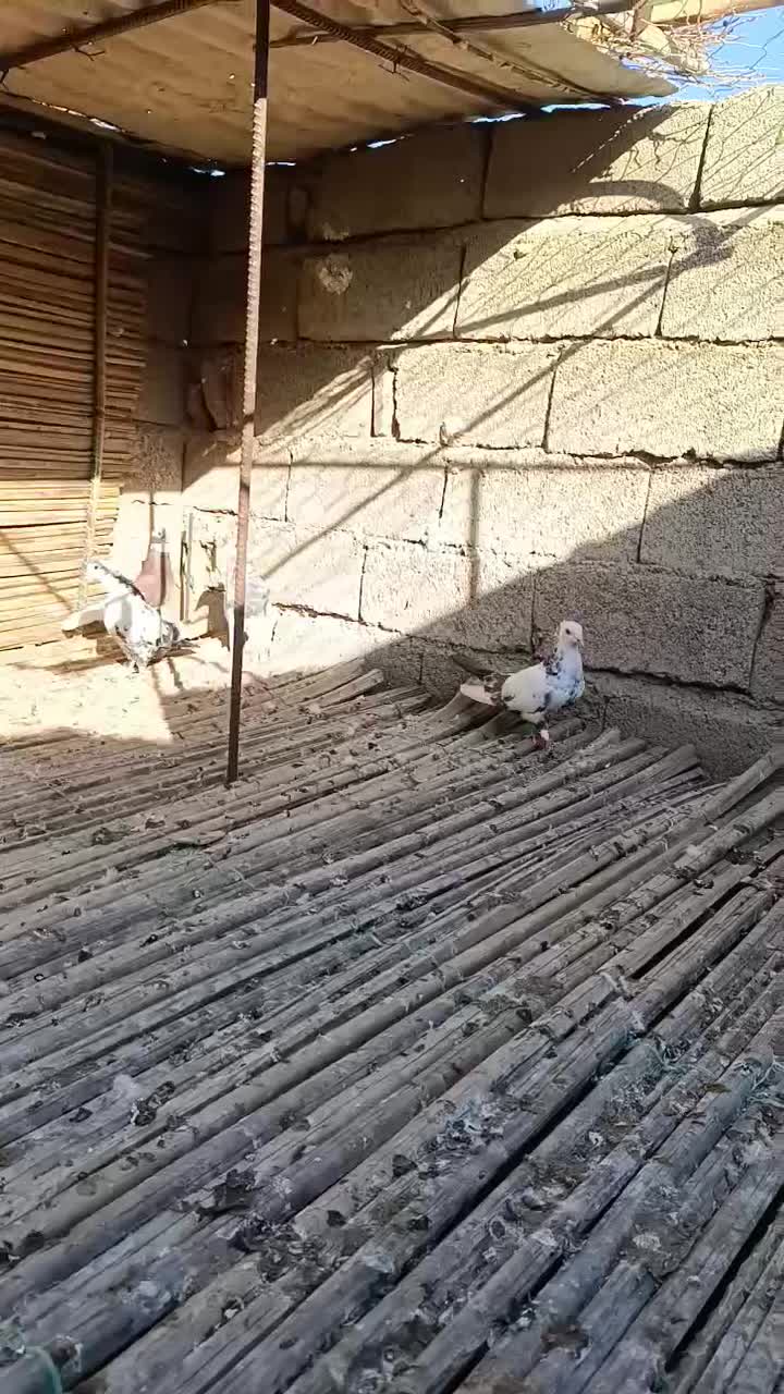 کبوتر رنگی|پرنده|سراوان, |دیوار