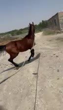 اسب|اسب و تجهیزات اسب‌سواری|ماکو, |دیوار