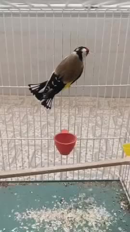 سهره جفتی سهره و قناری تضمینی کت باز صلیبی|پرنده|صباشهر, |دیوار