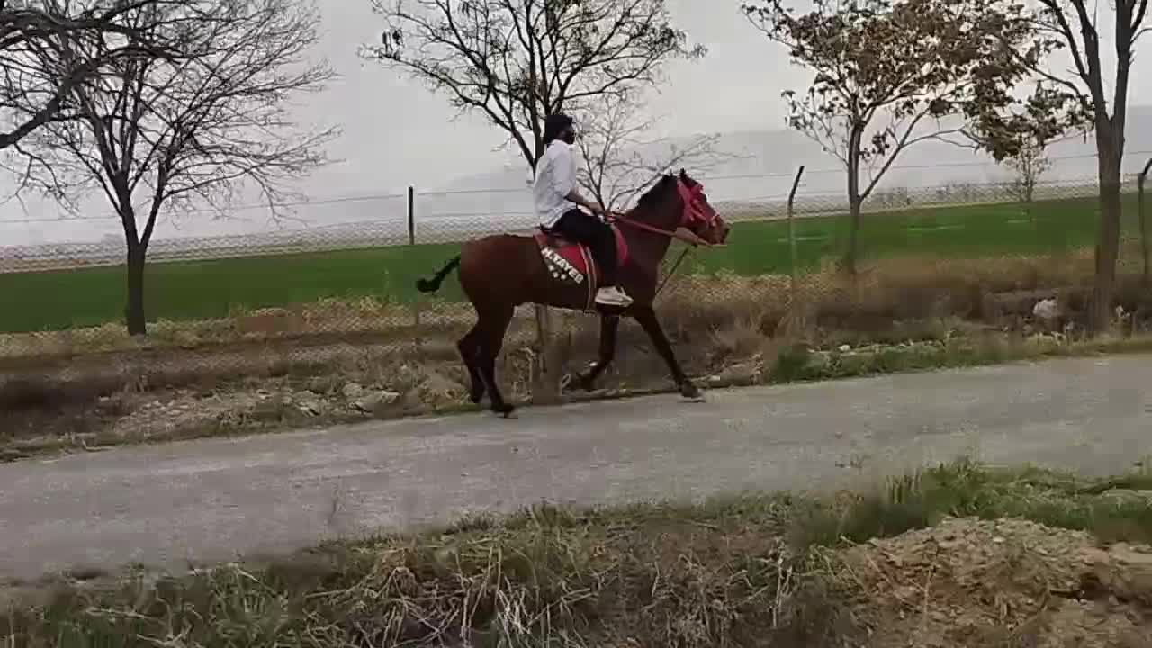 6به 7|اسب و تجهیزات اسب‌سواری|تربت جام, یحیی آباد|دیوار