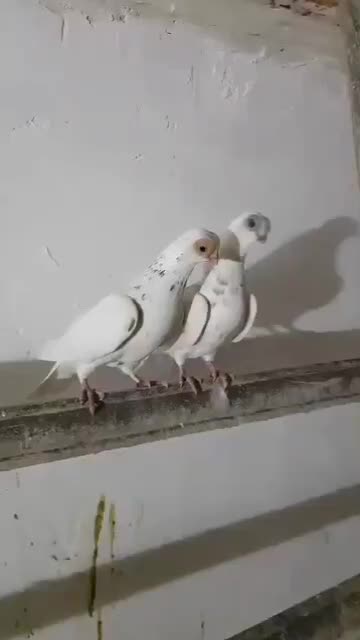 یه جفت چشم تلسکوپی وارداتی فوق‌العاده|پرنده|یاسوج, |دیوار