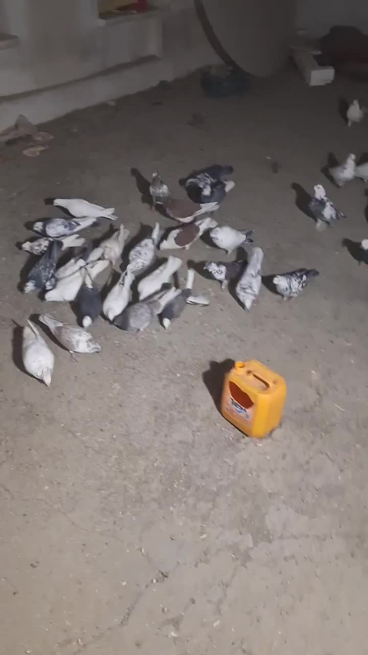 32دوتا کفتر دونه ای 130 بخاطر جابجای دارم میفروشم|پرنده|جاپلق, |دیوار