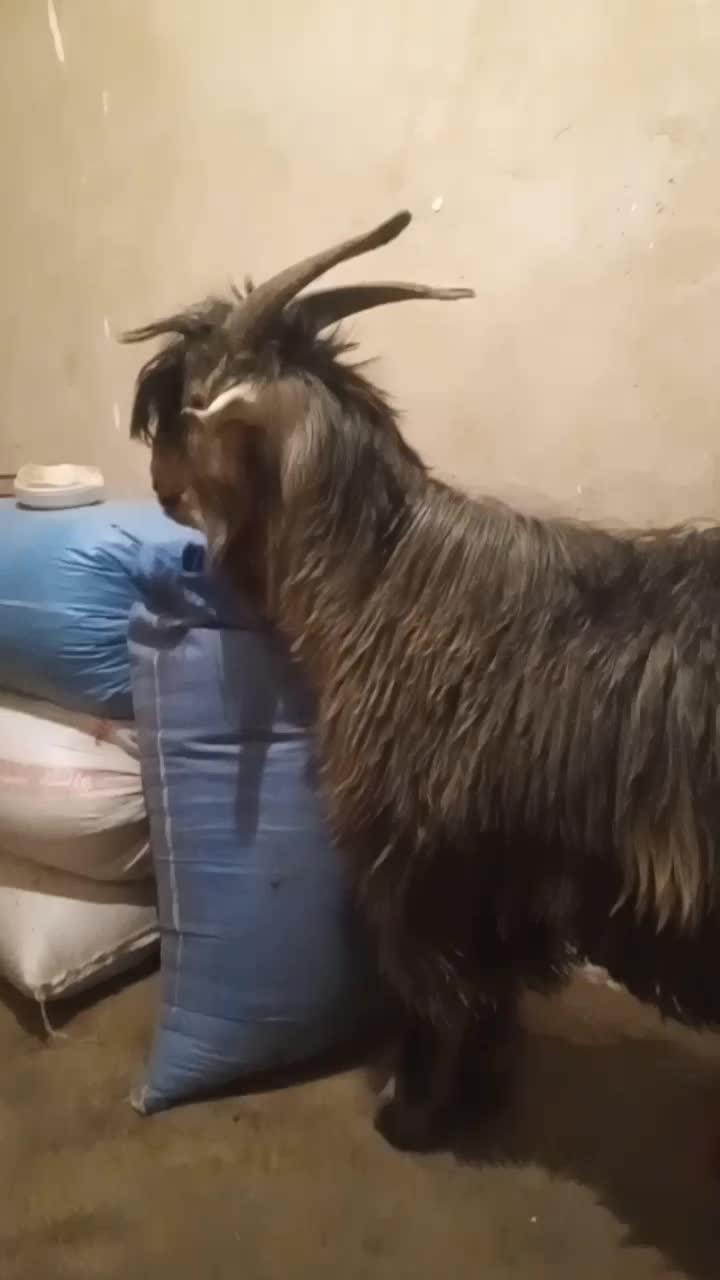 میش.بز.بزغاله.گاو.گوساله|حیوانات مزرعه|اردل, |دیوار