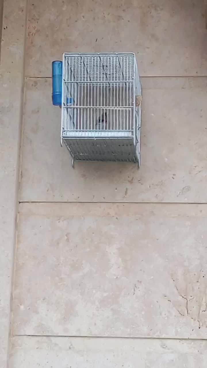 سیره باغی ۳ساله   نوک سفید مست مست|پرنده|خرم‌آباد, |دیوار