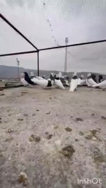 بهبهانی درجه 1|پرنده|مرودشت, رامجرد یک|دیوار