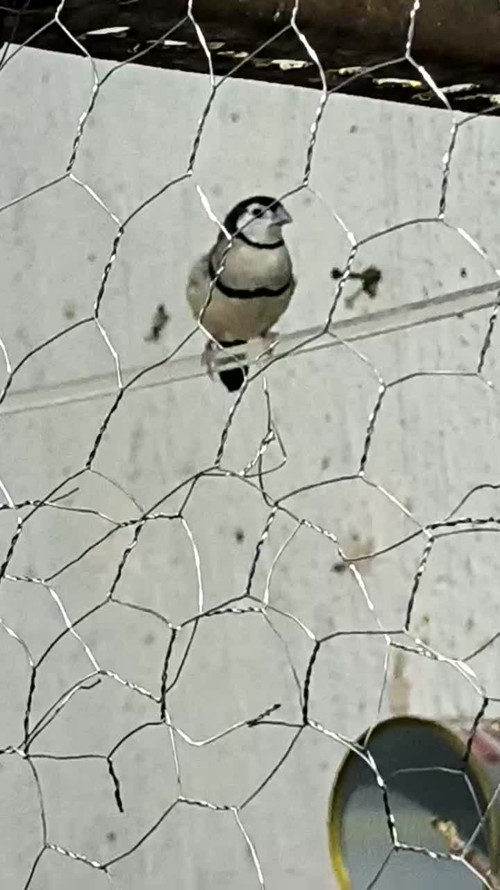 فنچ جغدی|پرنده|زاهدان, |دیوار