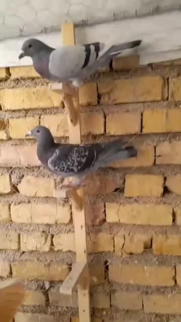 کبوتر دسته پلاکی|پرنده|فسا, |دیوار