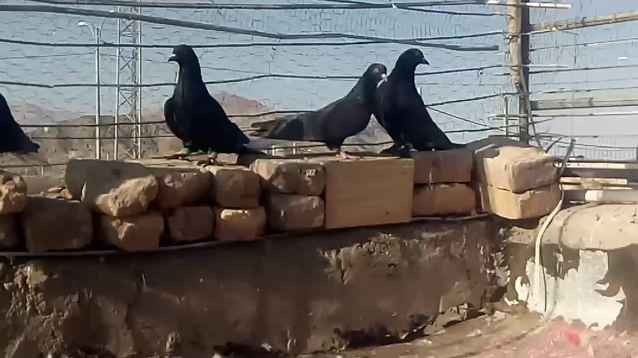 کبوتر سینه ای زاغ دم سفیدشیرازی|پرنده|کوهبنان, |دیوار