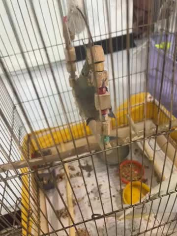 جوجه عروس هلندی ۱ماهه|پرنده|کرج, گلشهر|دیوار