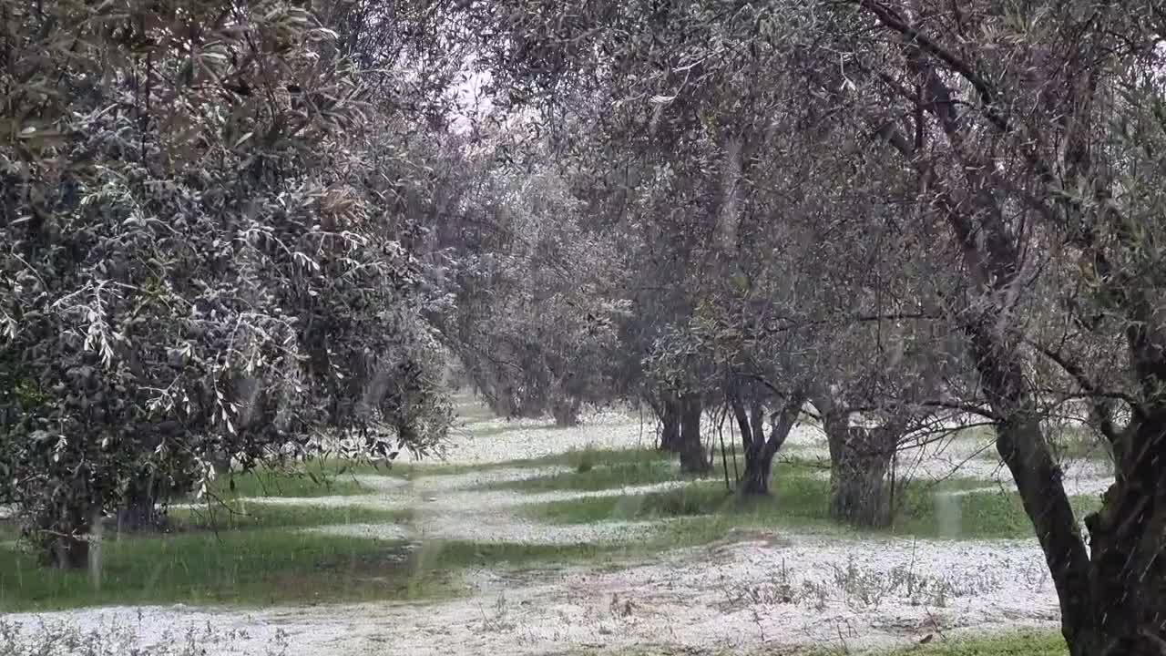 باغ زیتون 5000 متری سنددار صیاد شیرازی|فروش دفتر صنعتی، کشاورزی، تجاری|گرگان, |دیوار