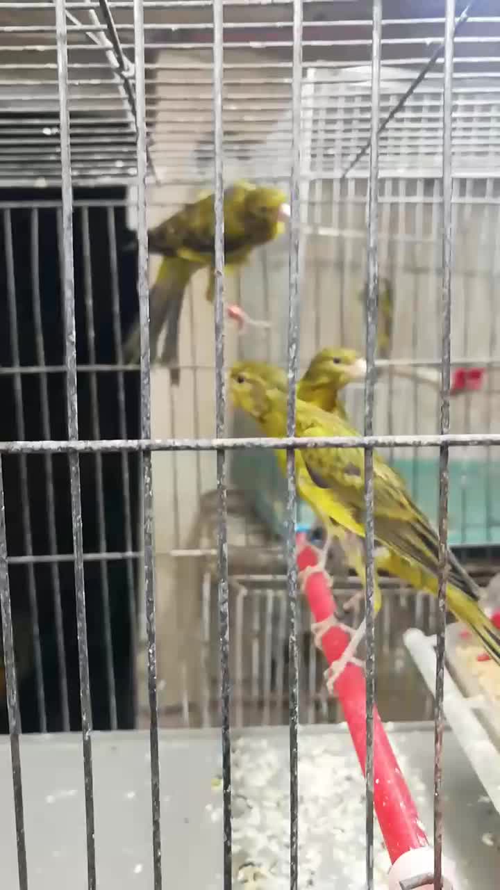 قناری سبز و زیتونی|پرنده|فسا, |دیوار