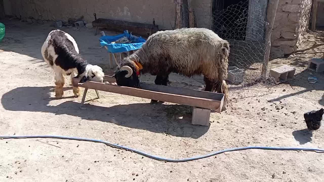 بره قوچ میش بز|حیوانات مزرعه|کامفیروز, |دیوار