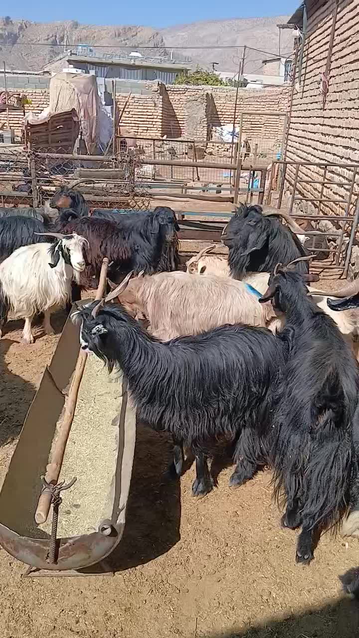 فروش بز کهره دار و آبستن و پازن|حیوانات مزرعه|مرودشت, نقش رستم|دیوار