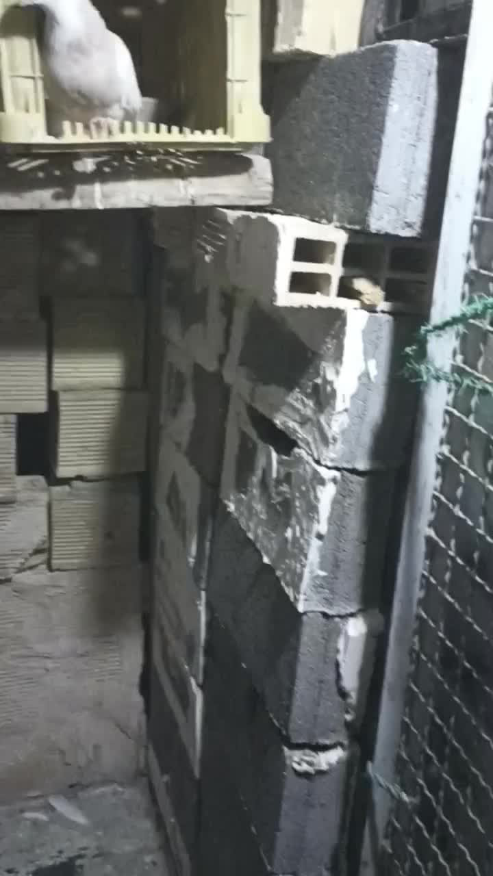 ۱۳ عدد کبوتر طوقی پاک|پرنده|کرمانشاه, |دیوار