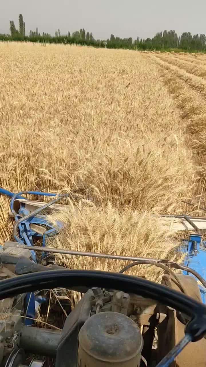 گندم|عمدهفروشی|خوی, |دیوار