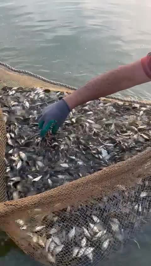 بچه ماهی کپور ۶ گرمی|ماهی|ساری, |دیوار