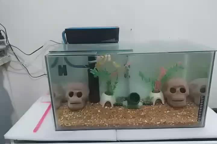 آکواریوم با ماهی|ماهی|تهران, باغ خزانه|دیوار