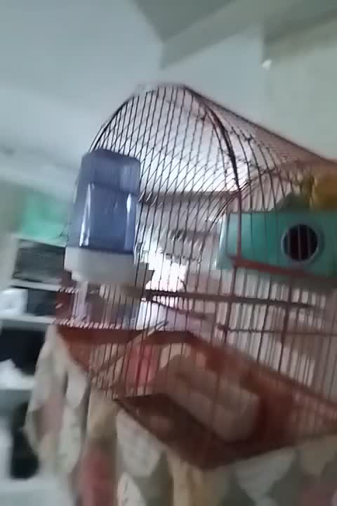 مرغ عشق مولد|پرنده|پردیس, فاز ۴|دیوار