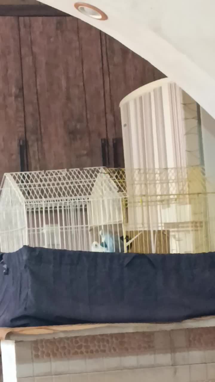 ی جفت مرغ عشق مولد|پرنده|بم, |دیوار