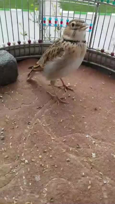 سهره|پرنده|قم, پردیسان|دیوار