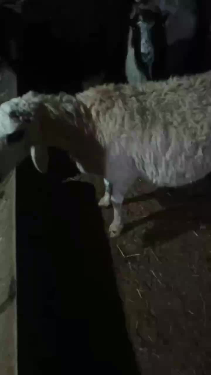 میش|حیوانات مزرعه|درمیان, |دیوار