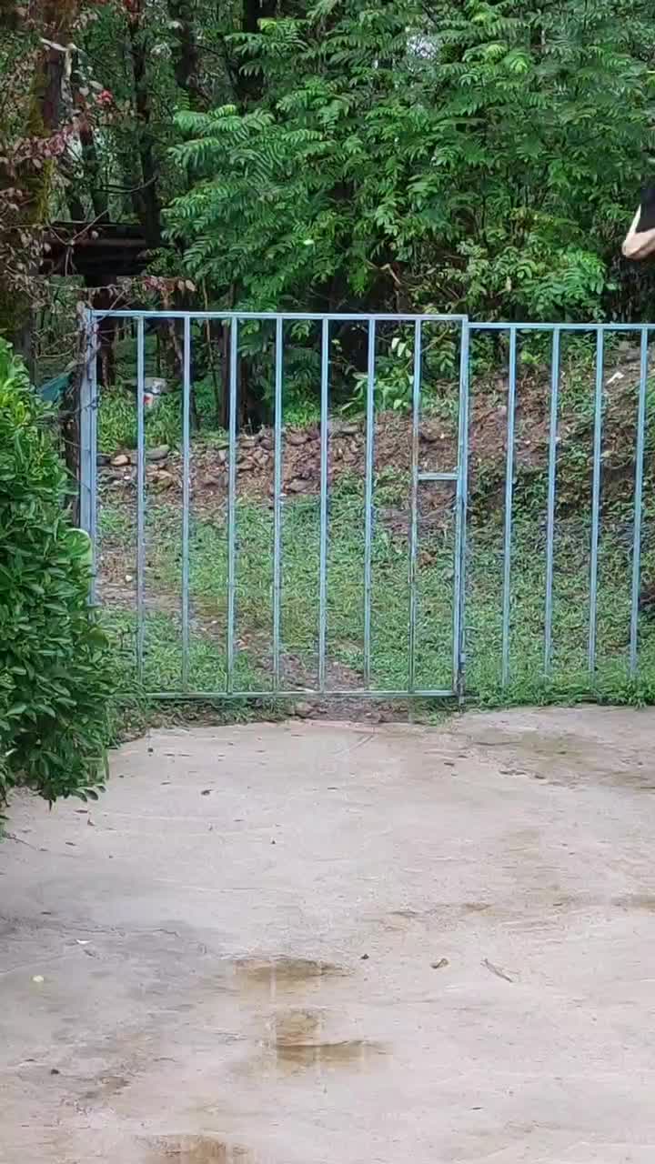 گاو لیشه دورگ هلشتاین|حیوانات مزرعه|سیاهکل, |دیوار