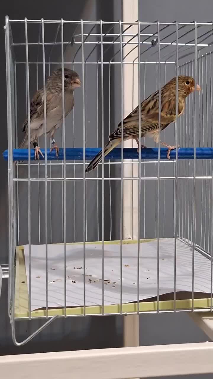 قناری|پرنده|نظرآباد, رسالت|دیوار