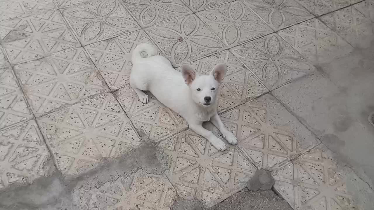 سگ پاکوتاه نژاد جک راسل|سگ|تکاب, |دیوار