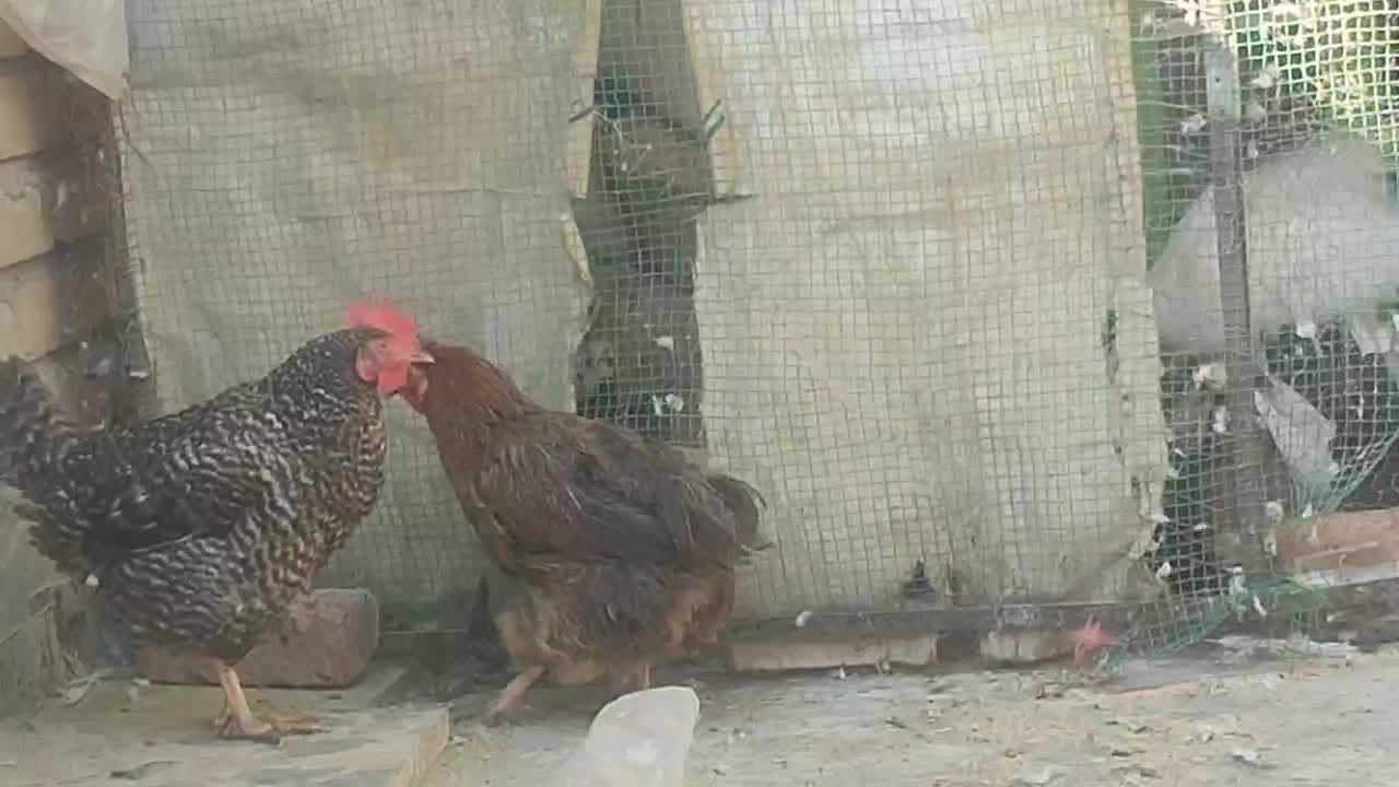 دوتا مرغ محلی چاق|حیوانات مزرعه|قم, زند آباد|دیوار