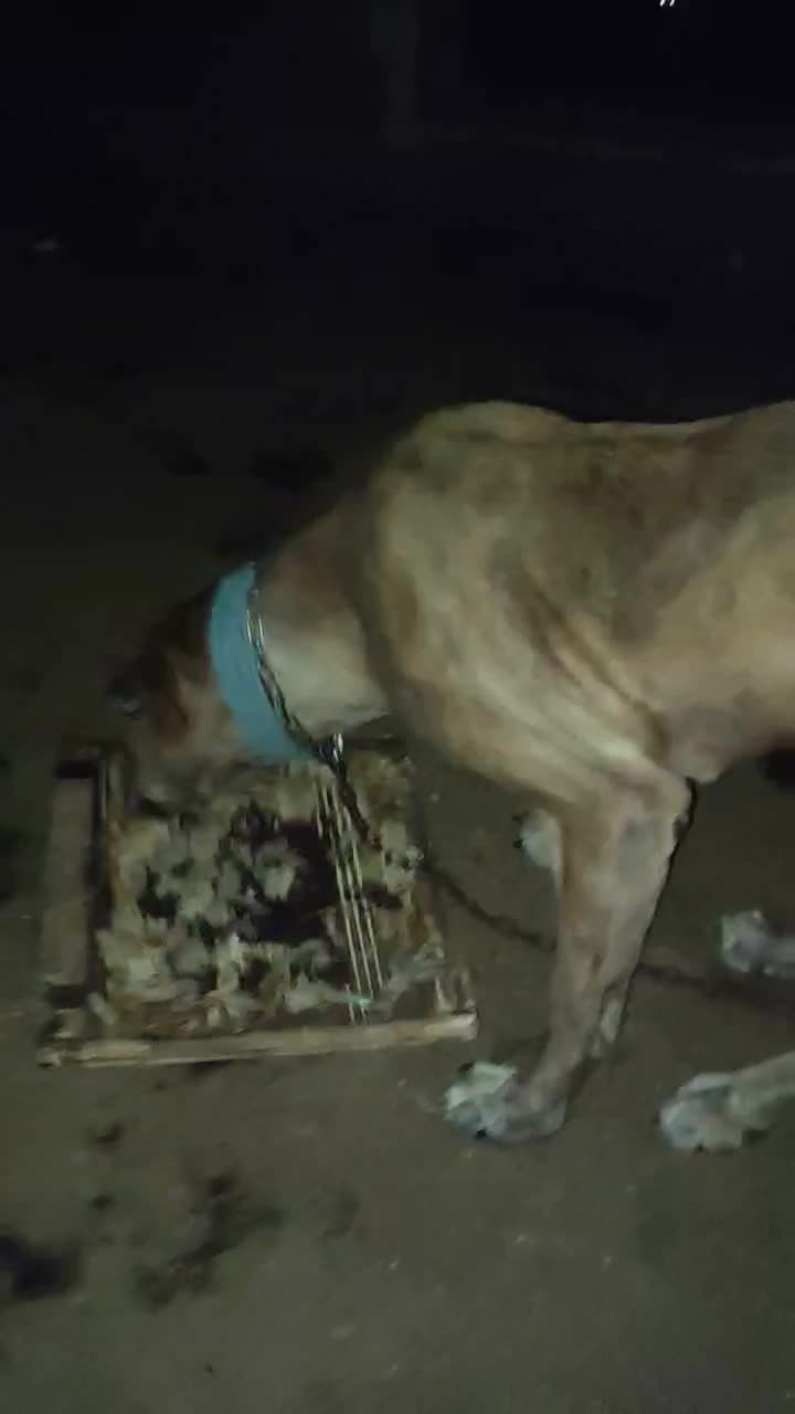 ماده خراسانی|سگ|تربت جام, معدآباد|دیوار