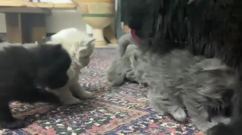 حیوان خانگی بازی گوش|گربه|یزد, |دیوار