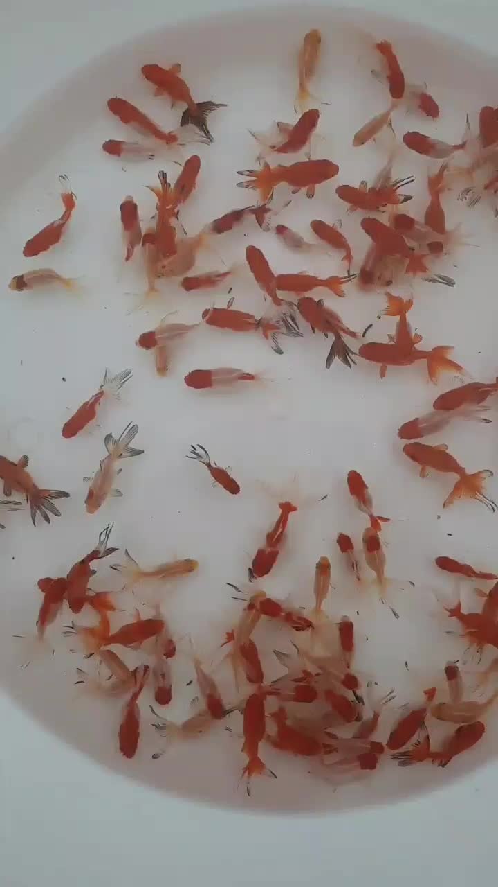 ماهی قرمز|ماهی|گرگان, |دیوار