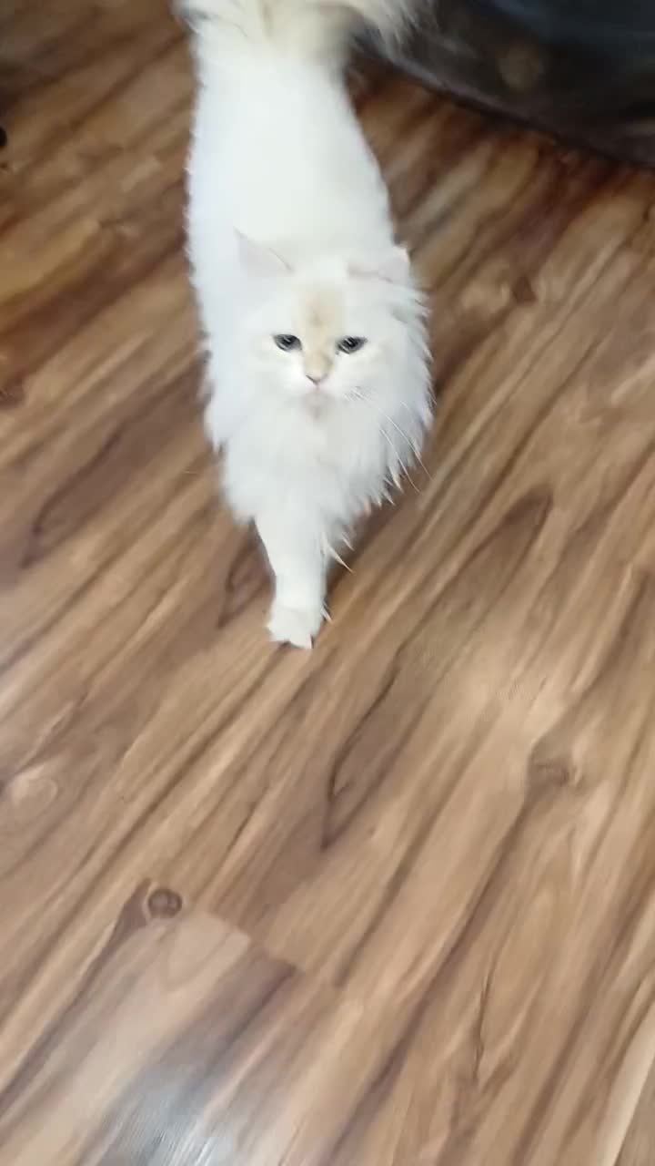 بریتیش نر شجره دار روس با کد خاص رنگی by1233|گربه|رشت, نیکمرام|دیوار