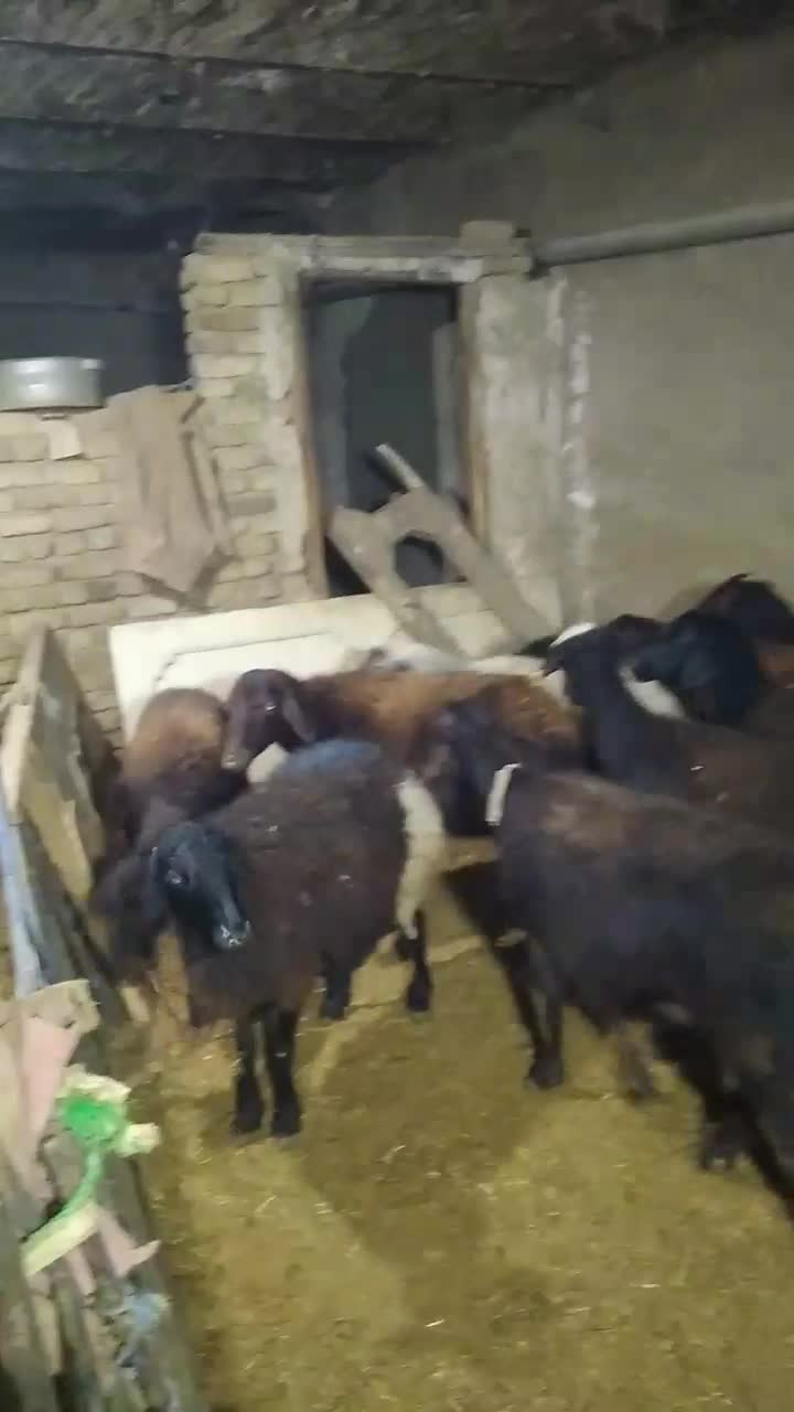 میش جوان شیشک جفتی|حیوانات مزرعه|بروجرد, |دیوار