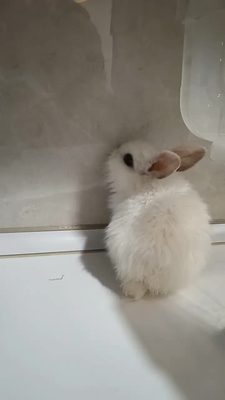 خرگوش کوچولو ناز واگذار میشود|موش و خرگوش|بوکان, |دیوار