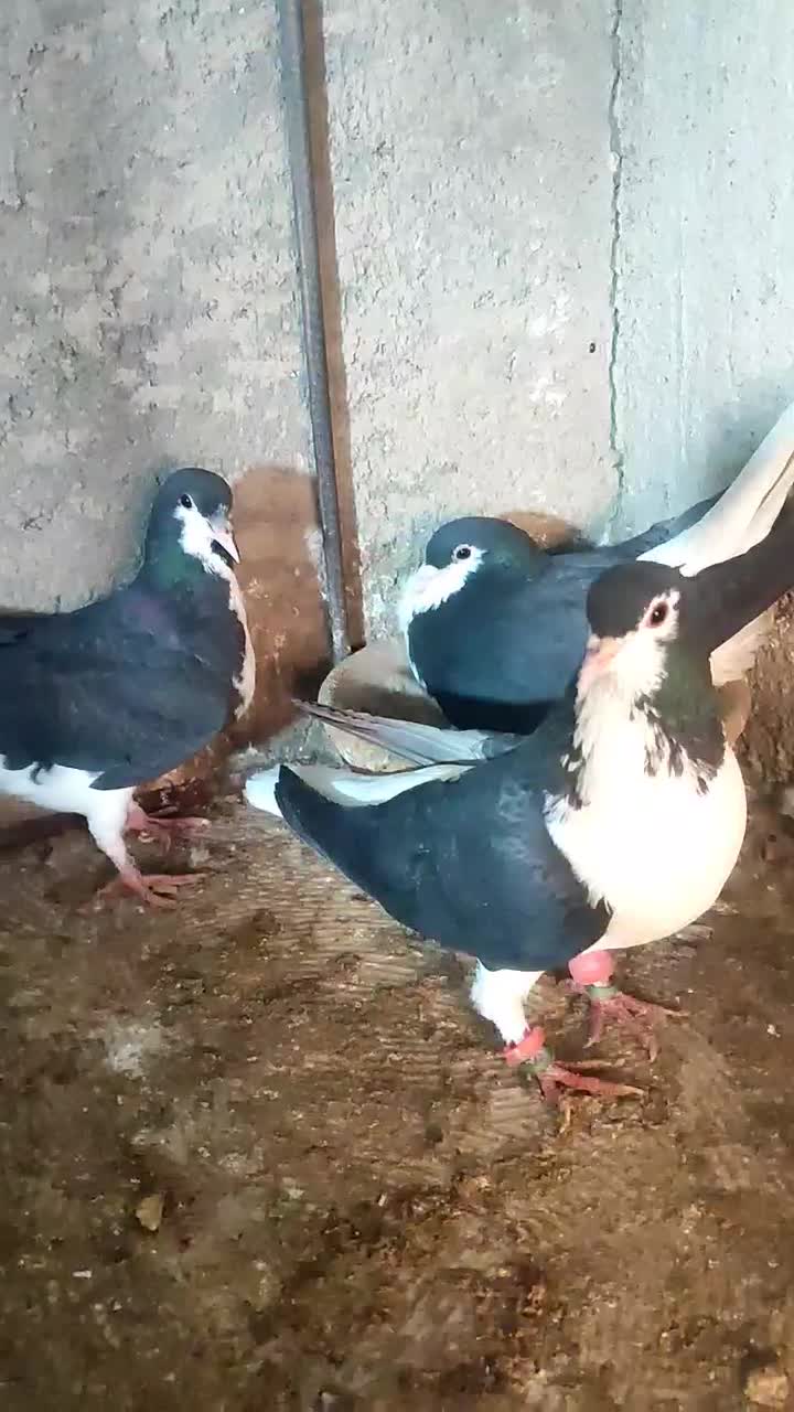 کفتر|پرنده|کاشمر, |دیوار