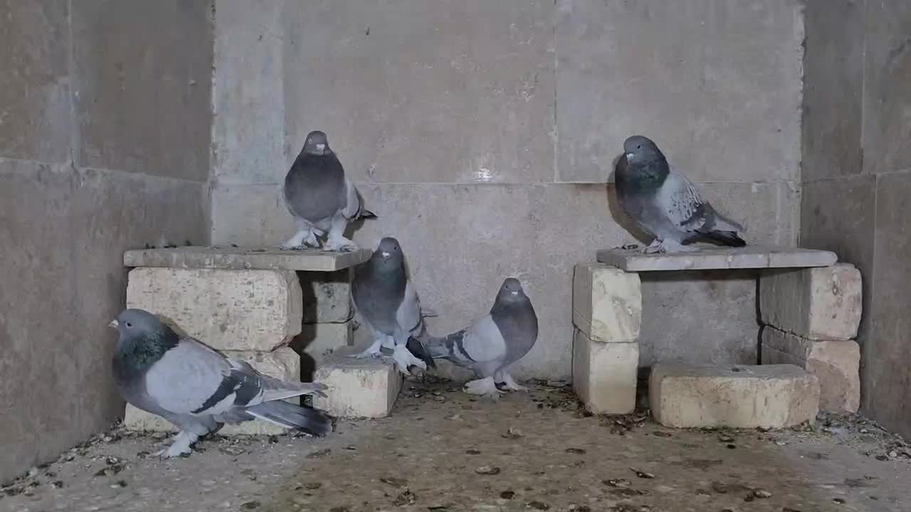 کبوتر|پرنده|چادگان, |دیوار