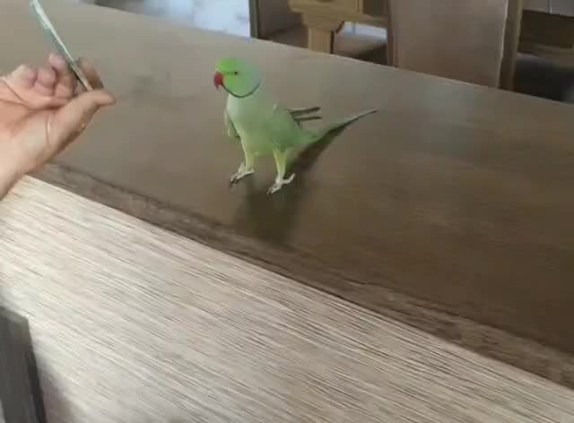 طوطی ملنگو نر کاملا دستی سخنگو رخ ب رخ|پرنده|اصفهان, کوی امیریه|دیوار