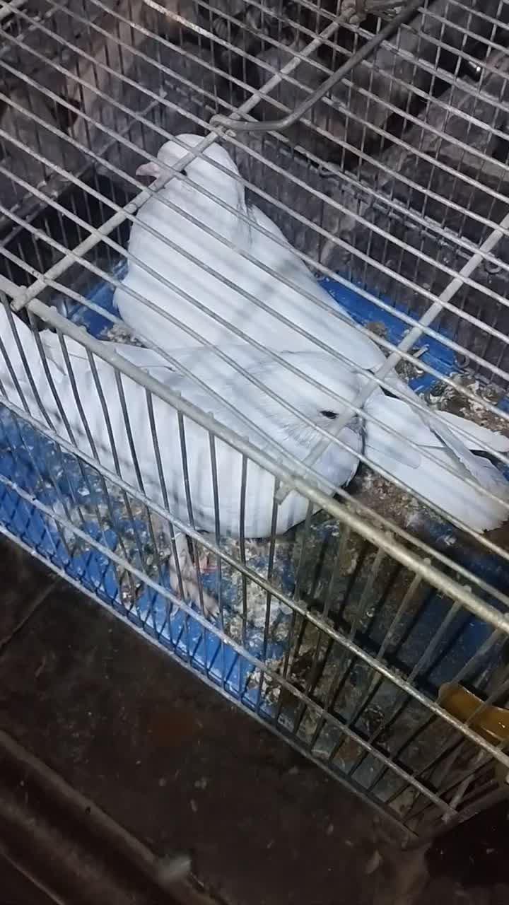 کبوتر سفید پاپر مغلق|پرنده|برخوار, |دیوار