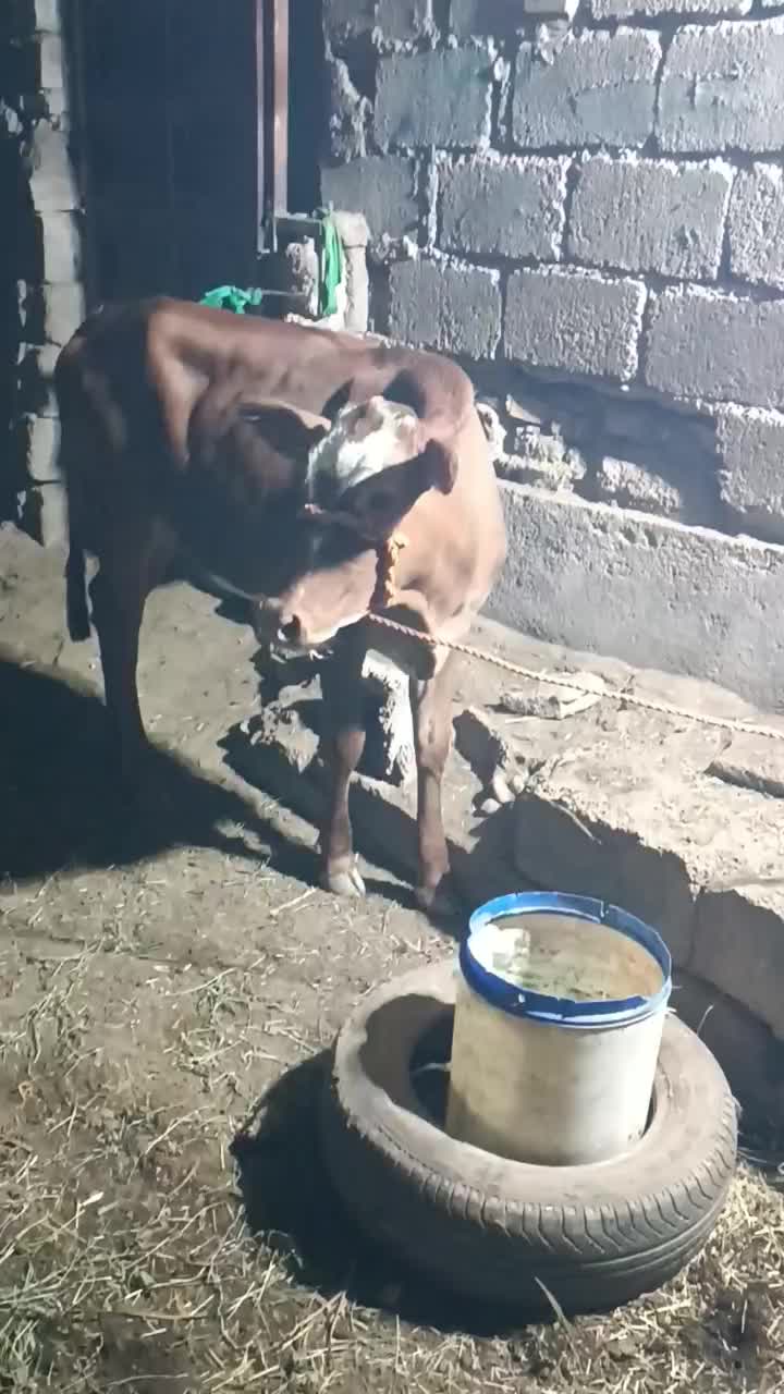 گوساله|حیوانات مزرعه|شوشتر, |دیوار