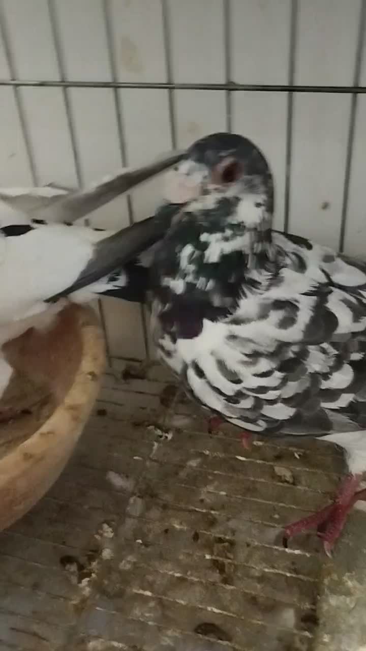 گلی|پرنده|سیدان, |دیوار