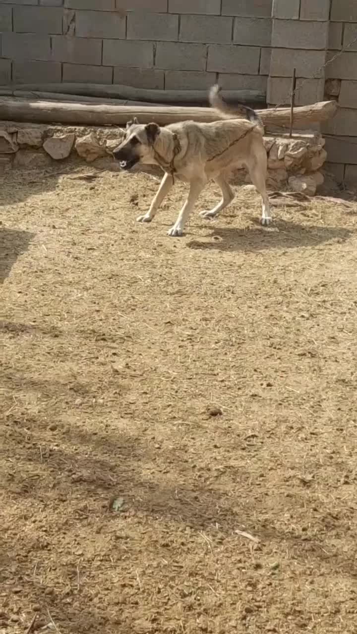 سگ ماده سرابی|سگ|آزادشهر, |دیوار