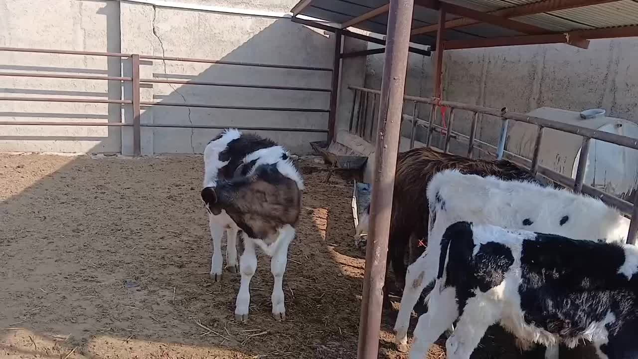 گوساله های خوب سه تا ماده دوتا نر هستش سالم|حیوانات مزرعه|شهریار, فرارت|دیوار