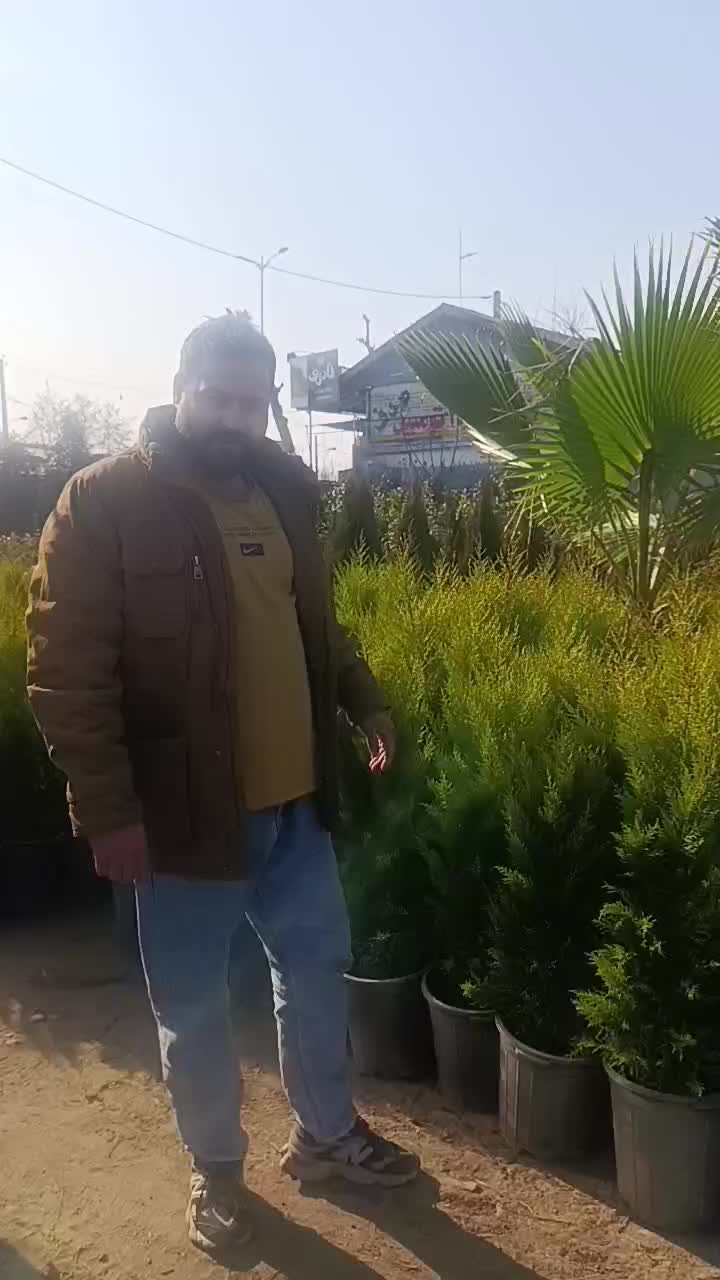 نهال درخت کاج لاوسون طلایی گلدانی مناسب باغات مدرن|خدمات باغبانی و درختکاری|شیراز, چوگیاه‎|دیوار