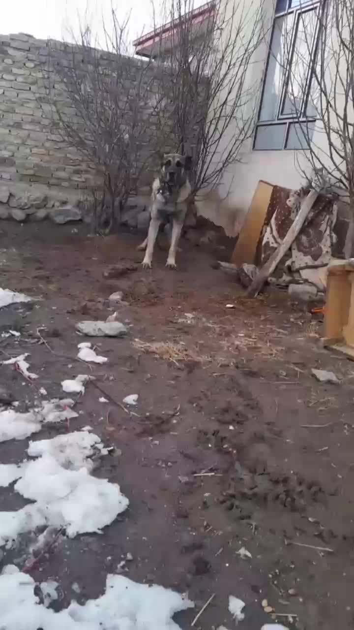 سگ|سگ|مهربان, |دیوار