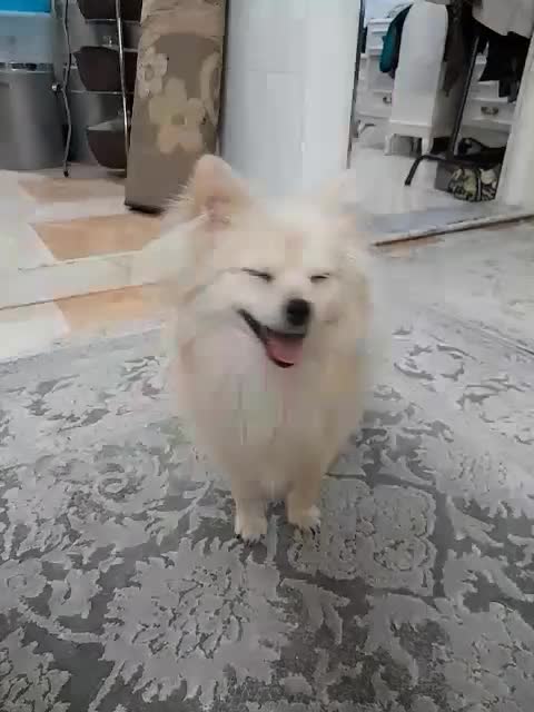 واگذاری پامرین عروسکی ۱ساله|سگ|ورامین, ورامین|دیوار