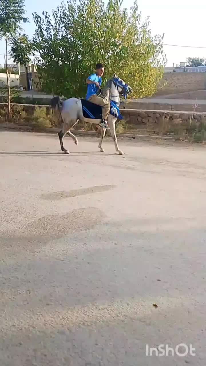 اسب|اسب و تجهیزات اسبسواری|زنجان, |دیوار