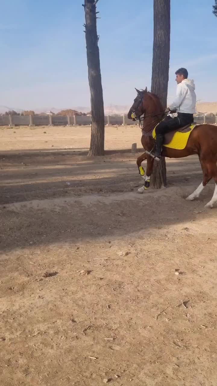 صولت|اسب و تجهیزات اسب‌سواری|فشاپویه, |دیوار