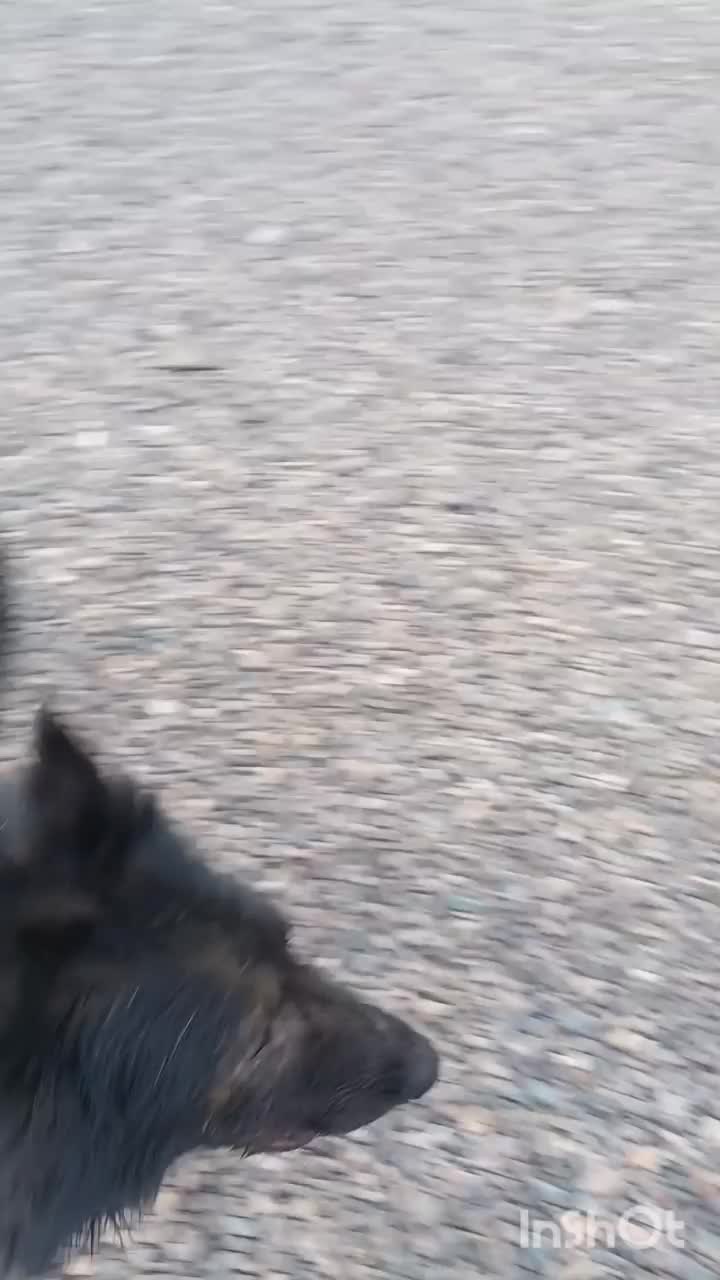 واگذاری یک قلاده ژرمن بلک نر|سگ|رفسنجان, |دیوار